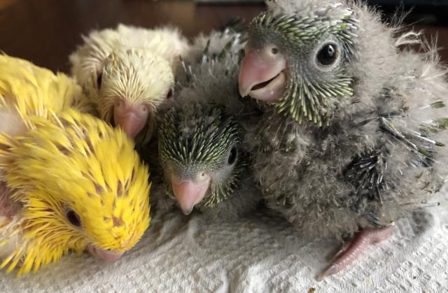 bird sanctuary
