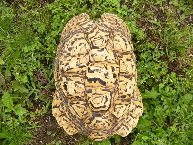 ヒョウモンリクガメ