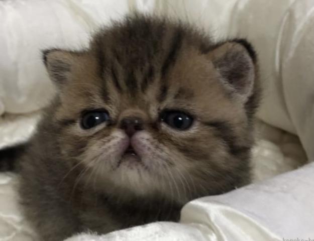 リリィ　ミニョン
