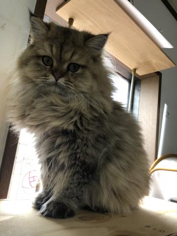 ペルシャ・ヒマラヤン