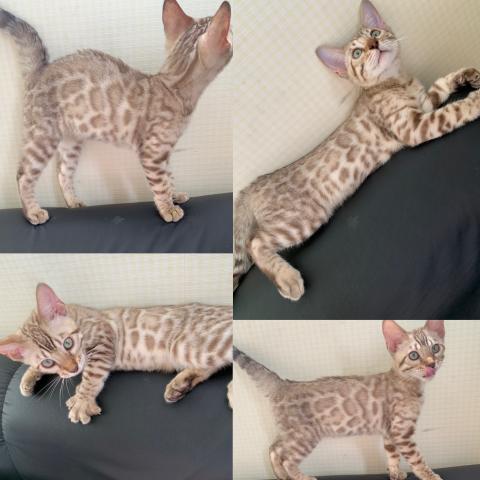 ベンガルスノーミンク