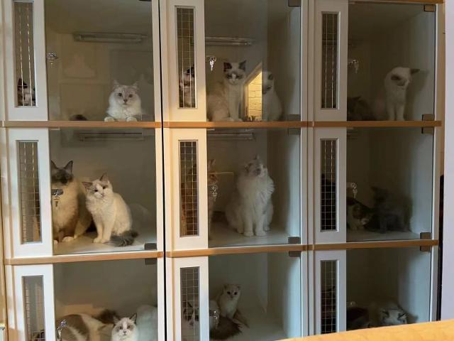 猫カフェ　クラウド