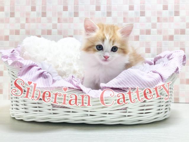 M.C.M cat service