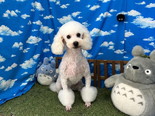 ミディアムプードル