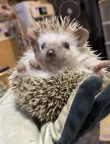 ハリネズミ