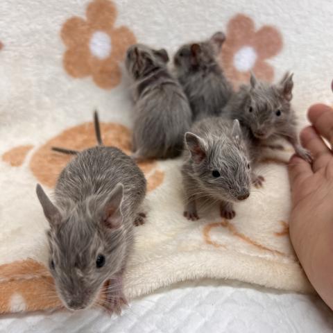 デグー