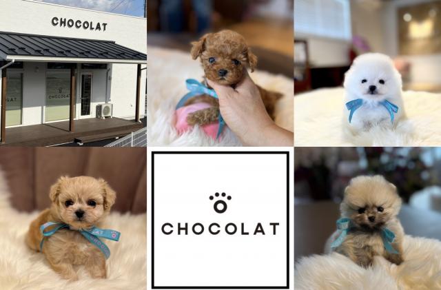 CHOCOLAT
