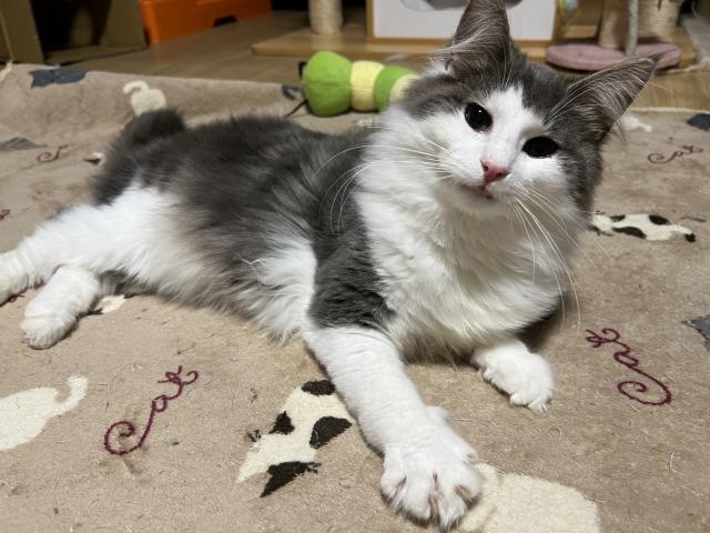 ノルウェージャンフォレストキャット