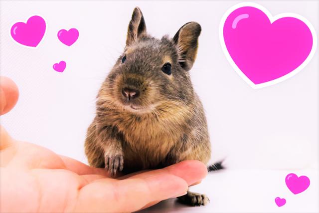 ????アンデス山脈の歌うねずみデグー????