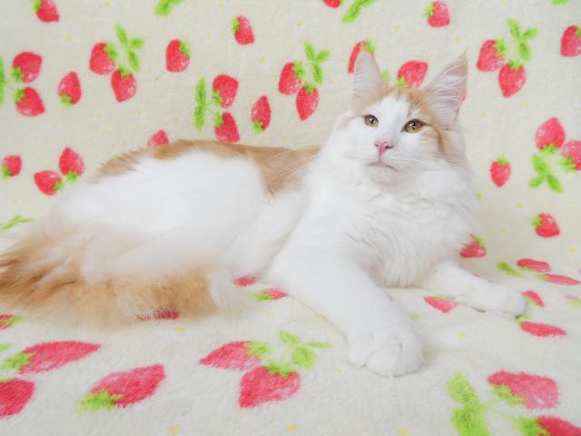 ノルウェージャンフォレストキャット