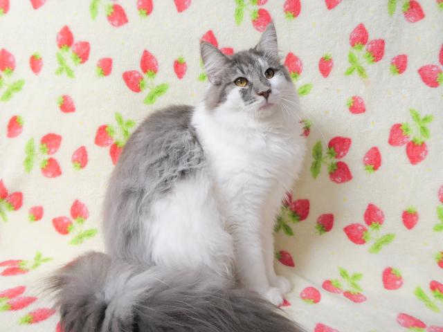 ノルウェージャンフォレストキャット