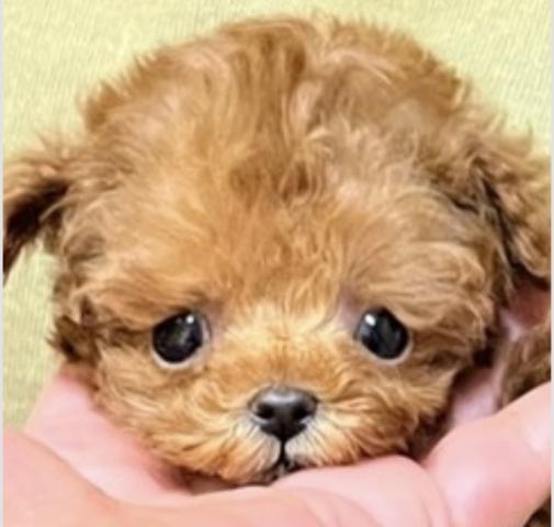 OHANA puppy house