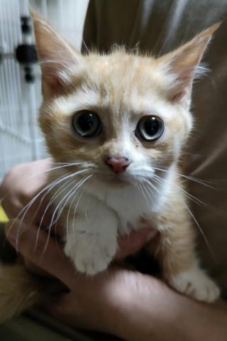 マンチカン