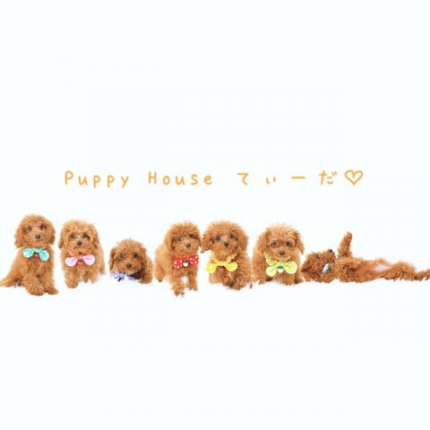 Puppy House てぃーだ