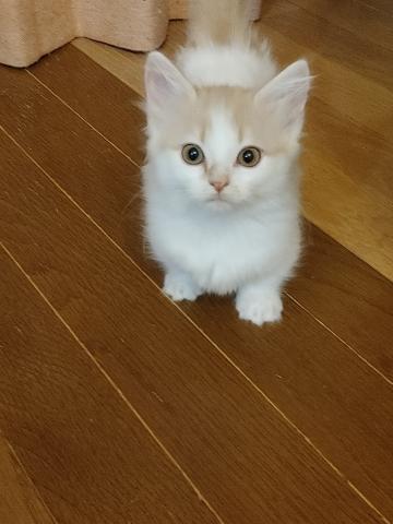 マンチカン