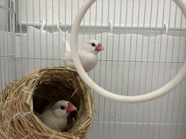文鳥(ペア)