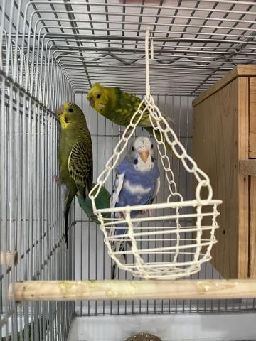 セキセイインコ(ペア)