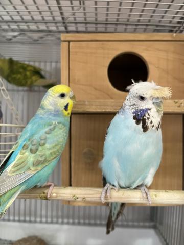 羽衣セキセイインコ(ペア)