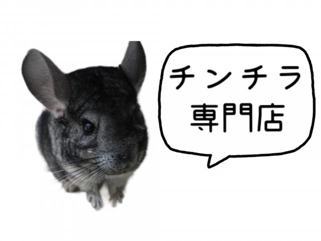 チンチラ専門店