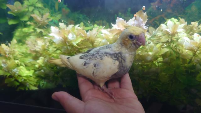 Gyimno sigi bird
