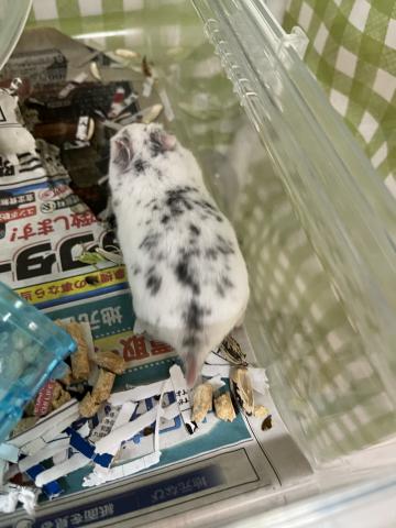 ゴールデンハムスター