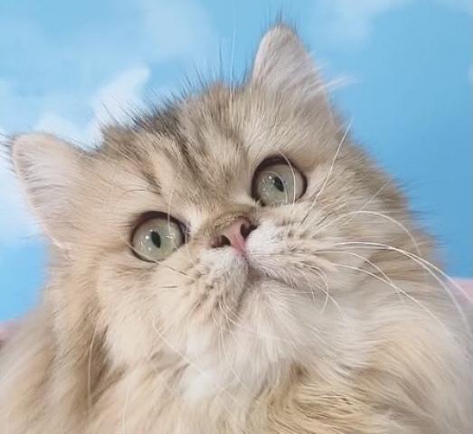 ペルシャ・ヒマラヤンペルシャ