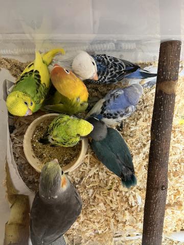 セキセイインコ