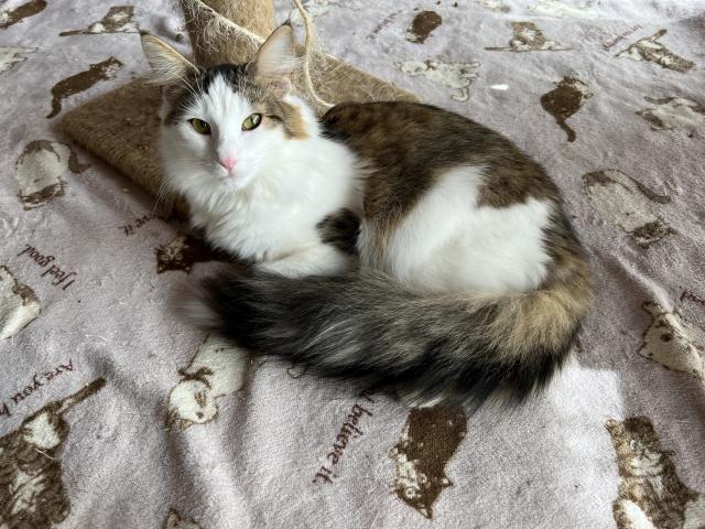 ノルウェージャンフォレストキャット