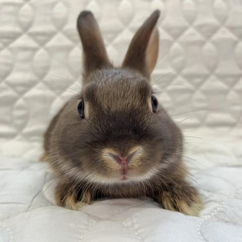 ネザーランドドワーフ