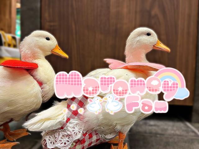 Maroney Fam マロニーちゃん家のブリーダー