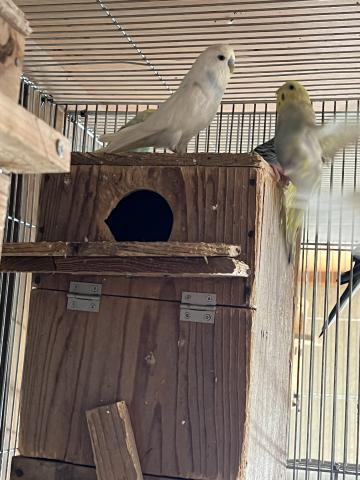 セキセイインコ