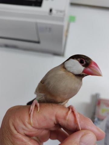 文鳥