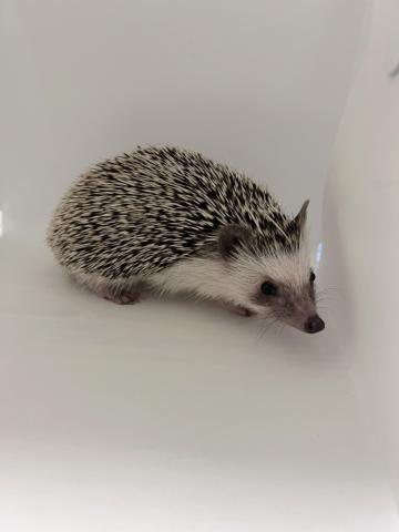 ハリネズミ