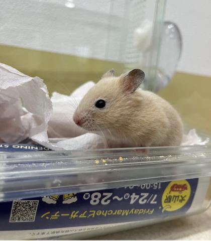 キンクマ