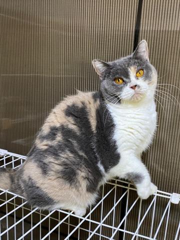 ブリティッシュショートヘア