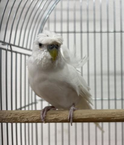 羽衣セキセイインコ