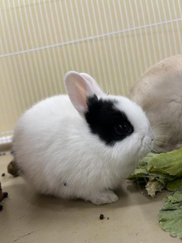ミニウサギ