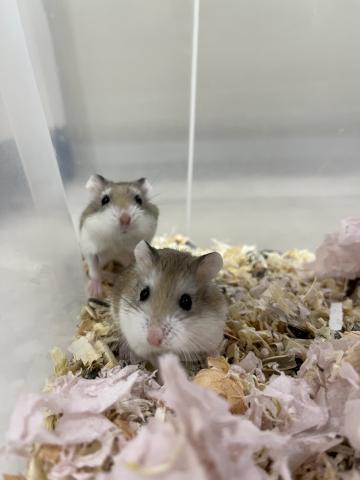 ロボロフスキー