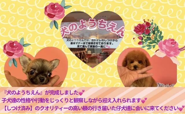 ????ブリーダー直販店????ペットランドPuppy????
