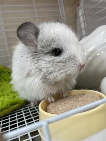 アンゴラチンチラ