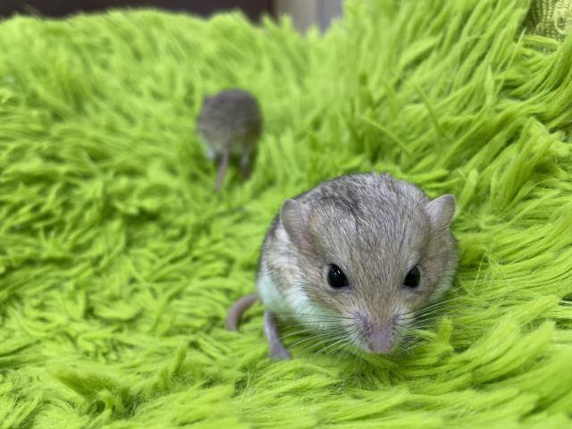 マカロニマウス