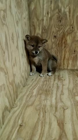 柴犬