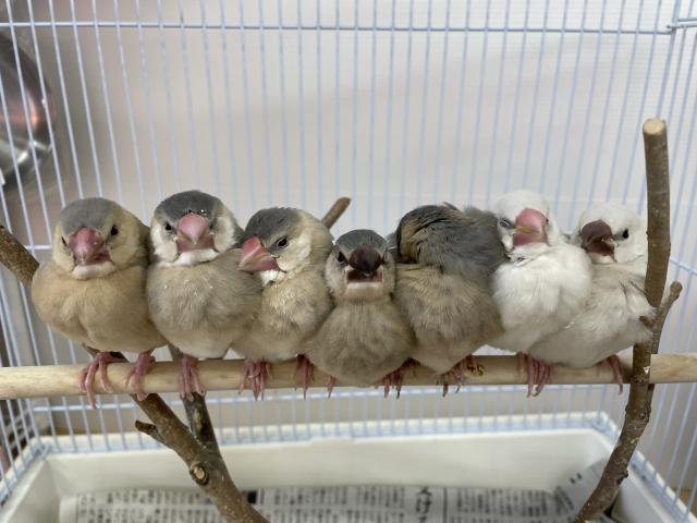 てのり文鳥