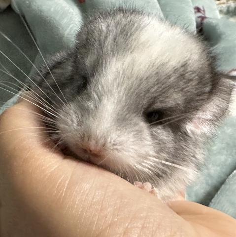 チンチラ(モザイク)