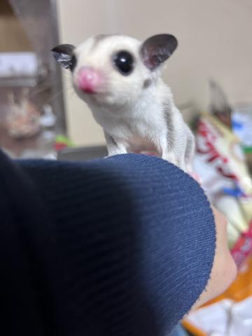 フクロモモンガ　プラチナホワイトフェイス♂