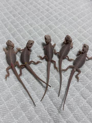 Reptile Hideout