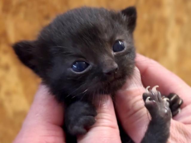 ボンベイお出掛けお風呂OK★神メソッド猫★東京仙台関西福岡でも引渡可