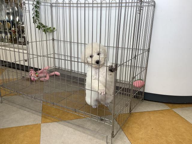 スタンダードプードル