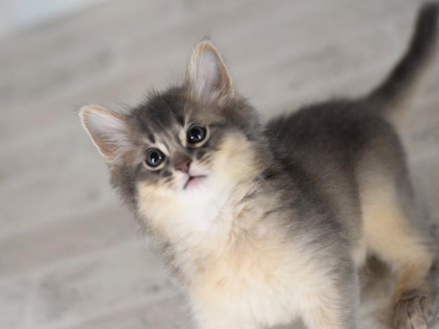 ソマリ