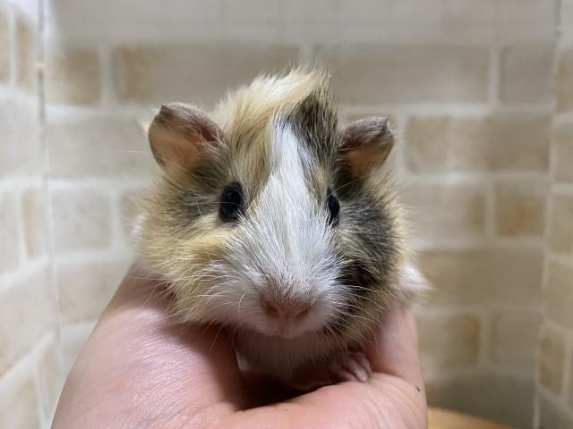 アビシニアンモルモット